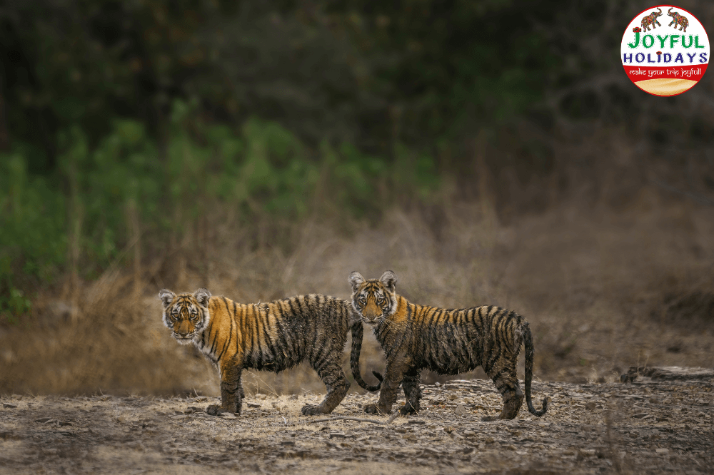 Golden Triangle Tour with Bharatpur Ranthambore 8 Days