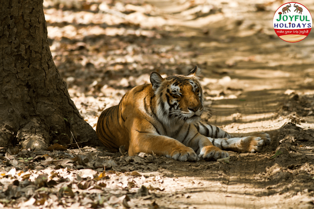 Golden Triangle Tour with Indian Wildlife Tour 9 Days