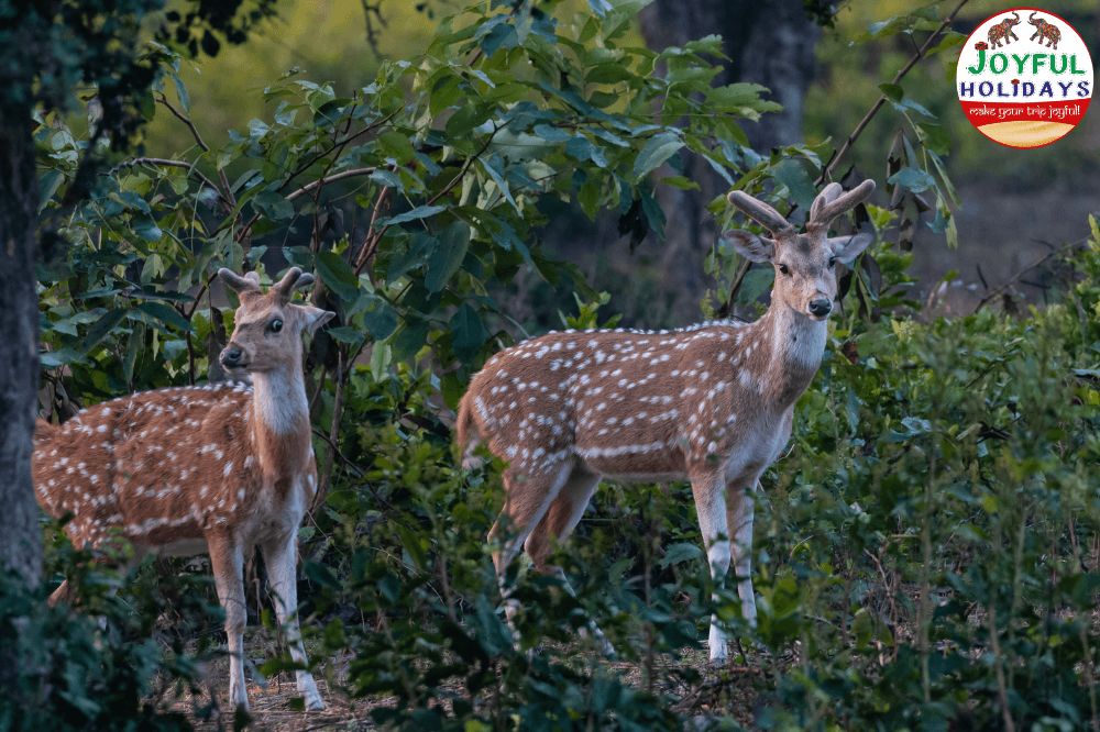 Golden Triangle Tour with Jim Corbett National Park