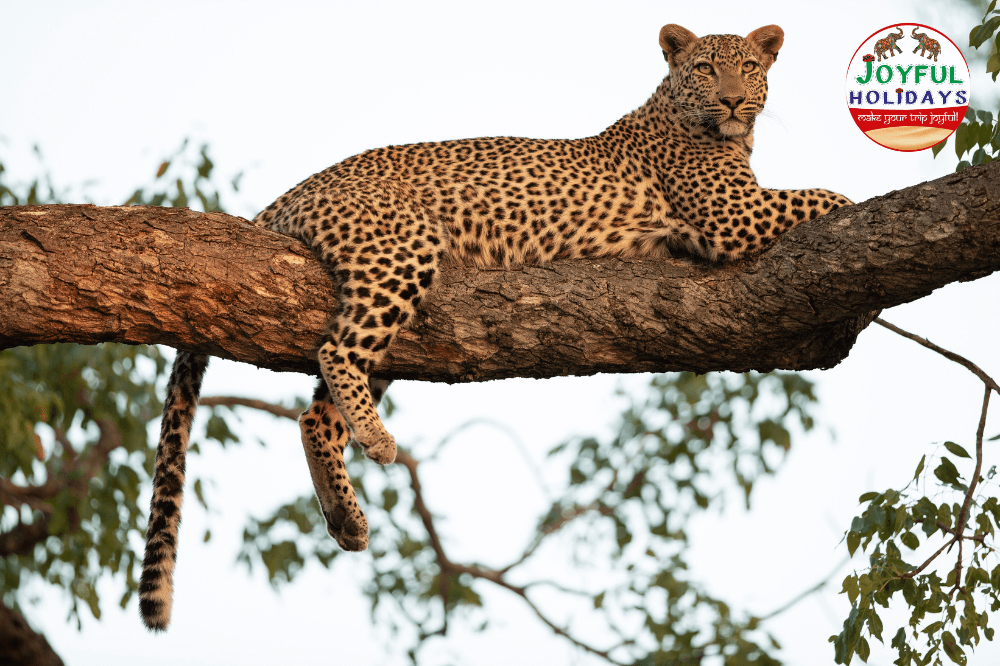 Golden Triangle Tour with Leopard Safari