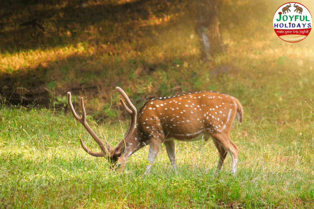 Golden Triangle Tour with Ranthambore 6 Days