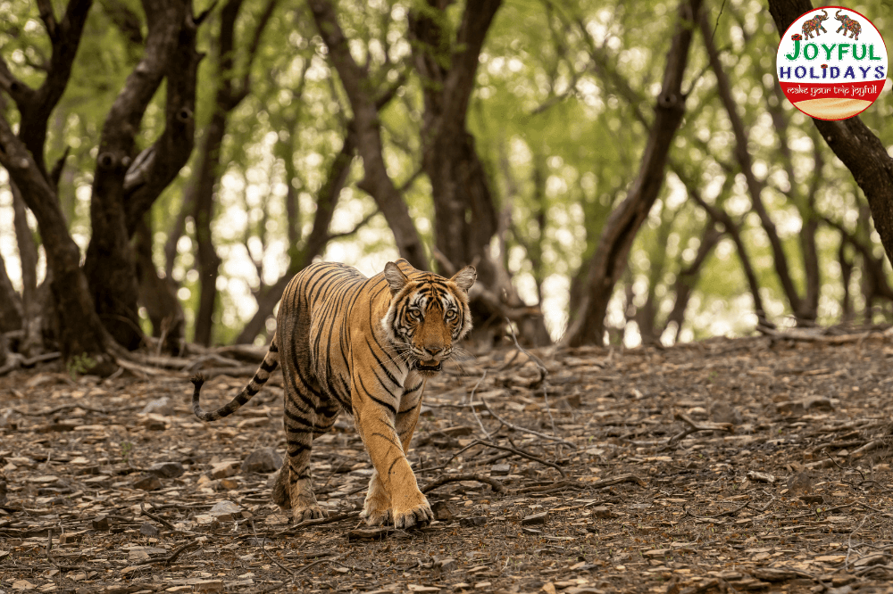Golden Triangle Tour with Ranthambore and Udaipur