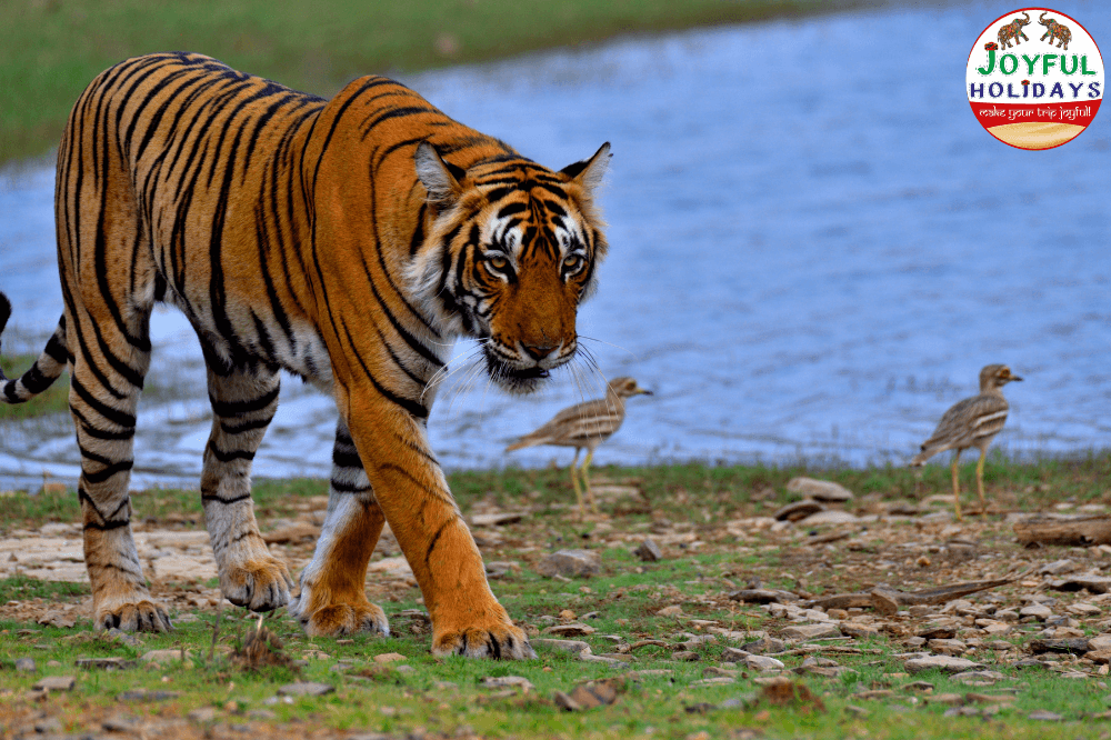 Golden Triangle with Wildlife Tours