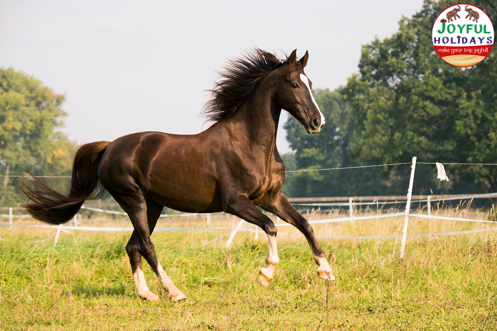 Rajasthan Tour with Horse Safari