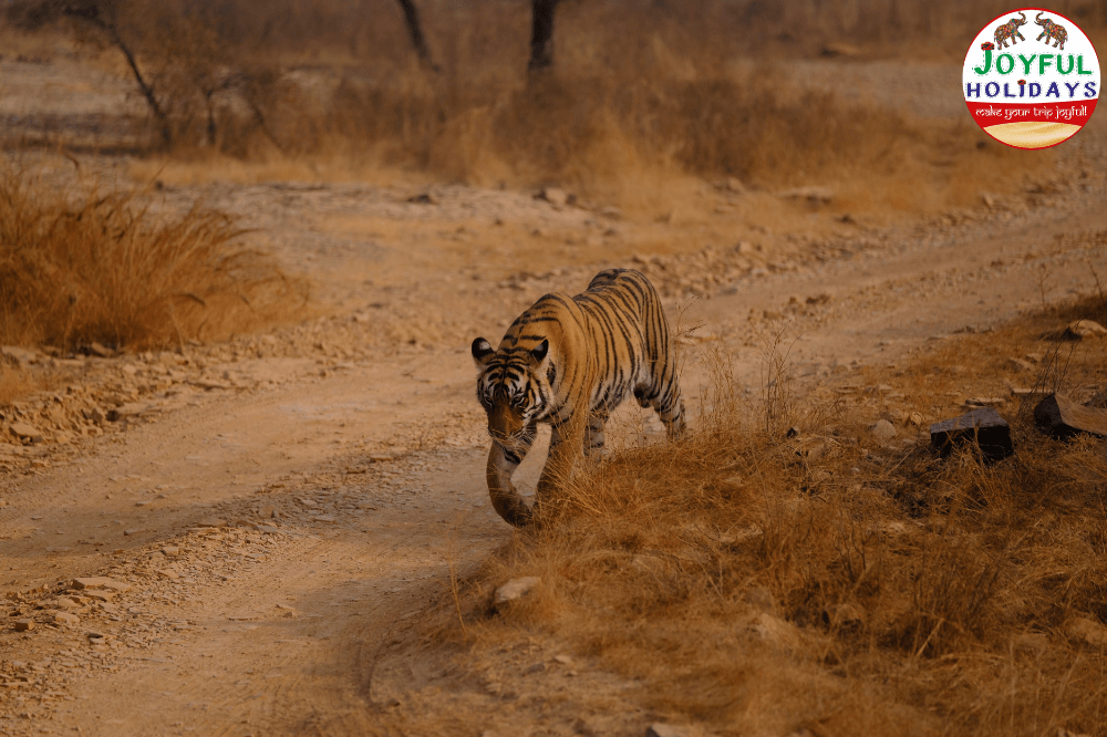 Ranthambore Tour from Delhi