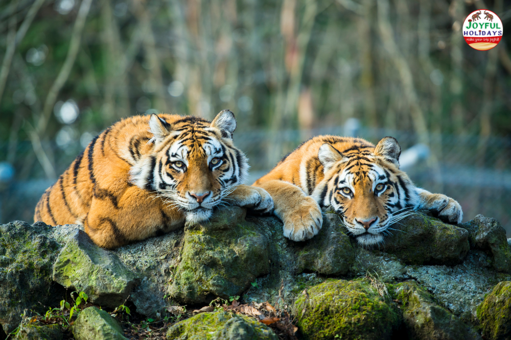 8 Days Golden Triangle Tour with Ranthambore