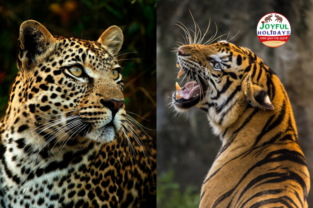 5 Day Golden Triangle Tour with Tigers and Leopards
