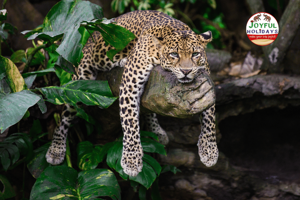 5 Day Golden Triangle Tour with Tigers and Leopards