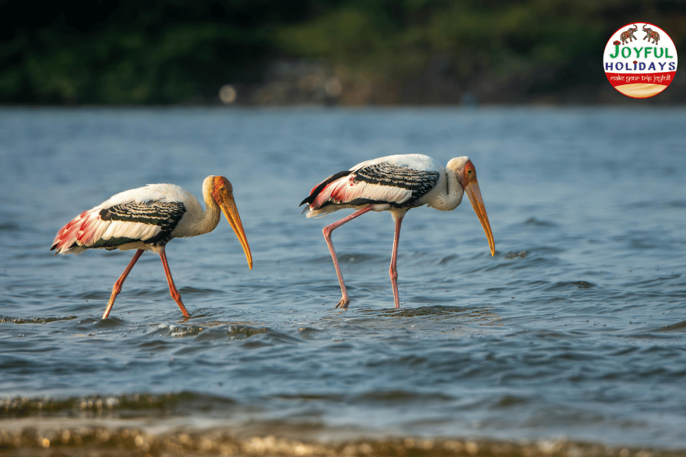 5 Day Golden Triangle Tour with Bird Watching