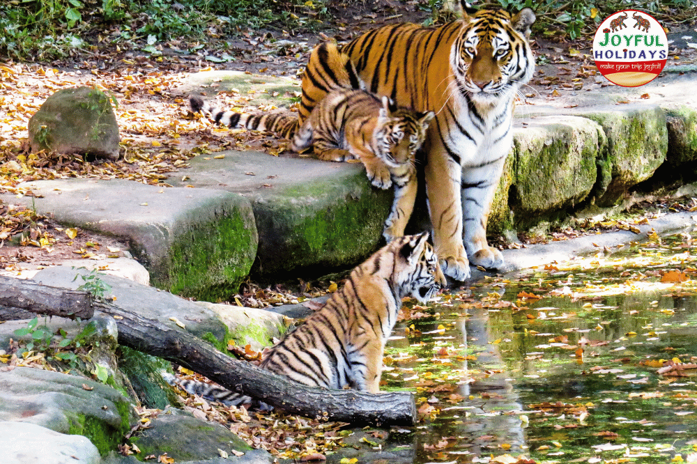 8 Days Delhi Agra Ranthambore Udaipur Jodhpur Jaipur Tour